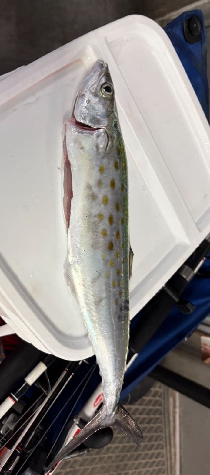 Spanish Filet on Deck!