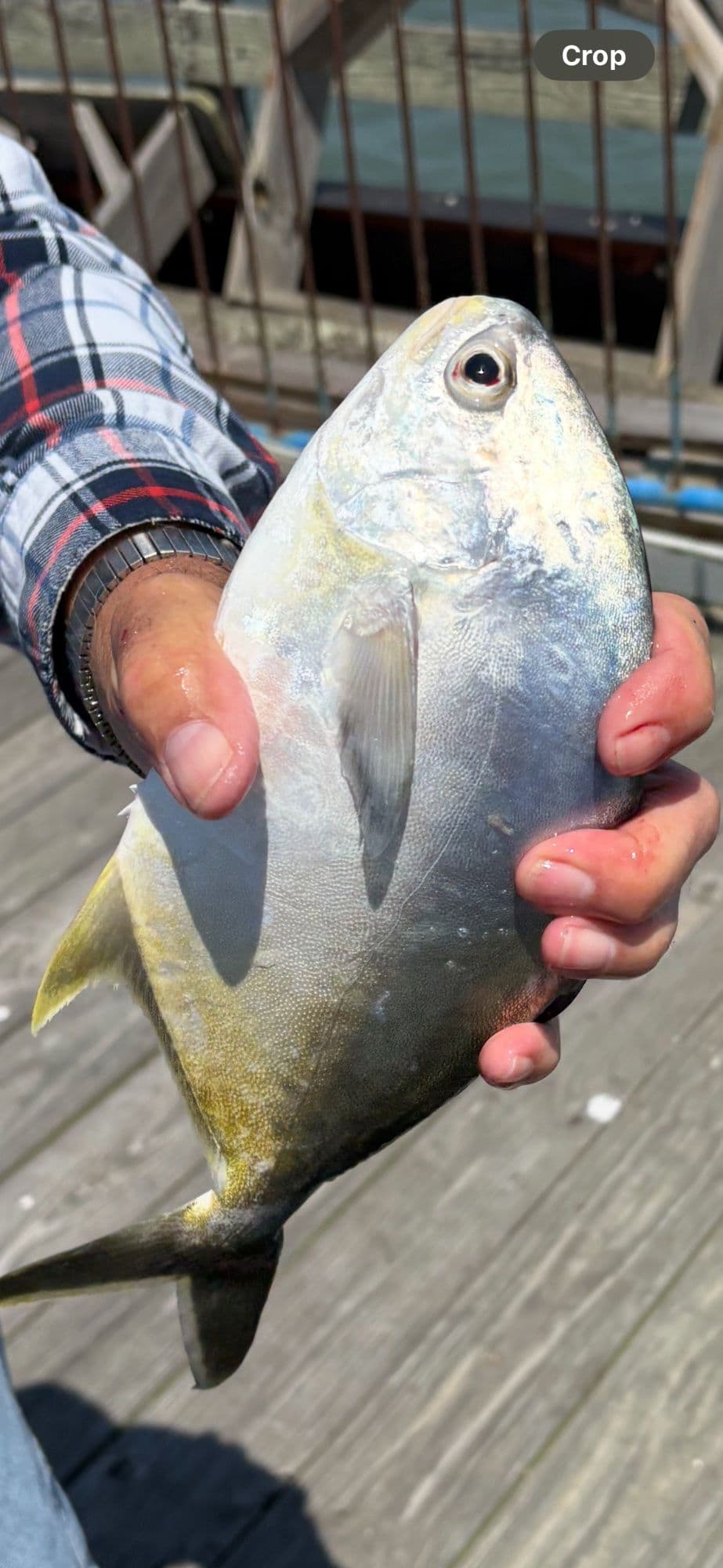 23April - afternoon: we have caught 2 pompano, okay size. A few spring spot have shown up, and blues and whiting biting as always.