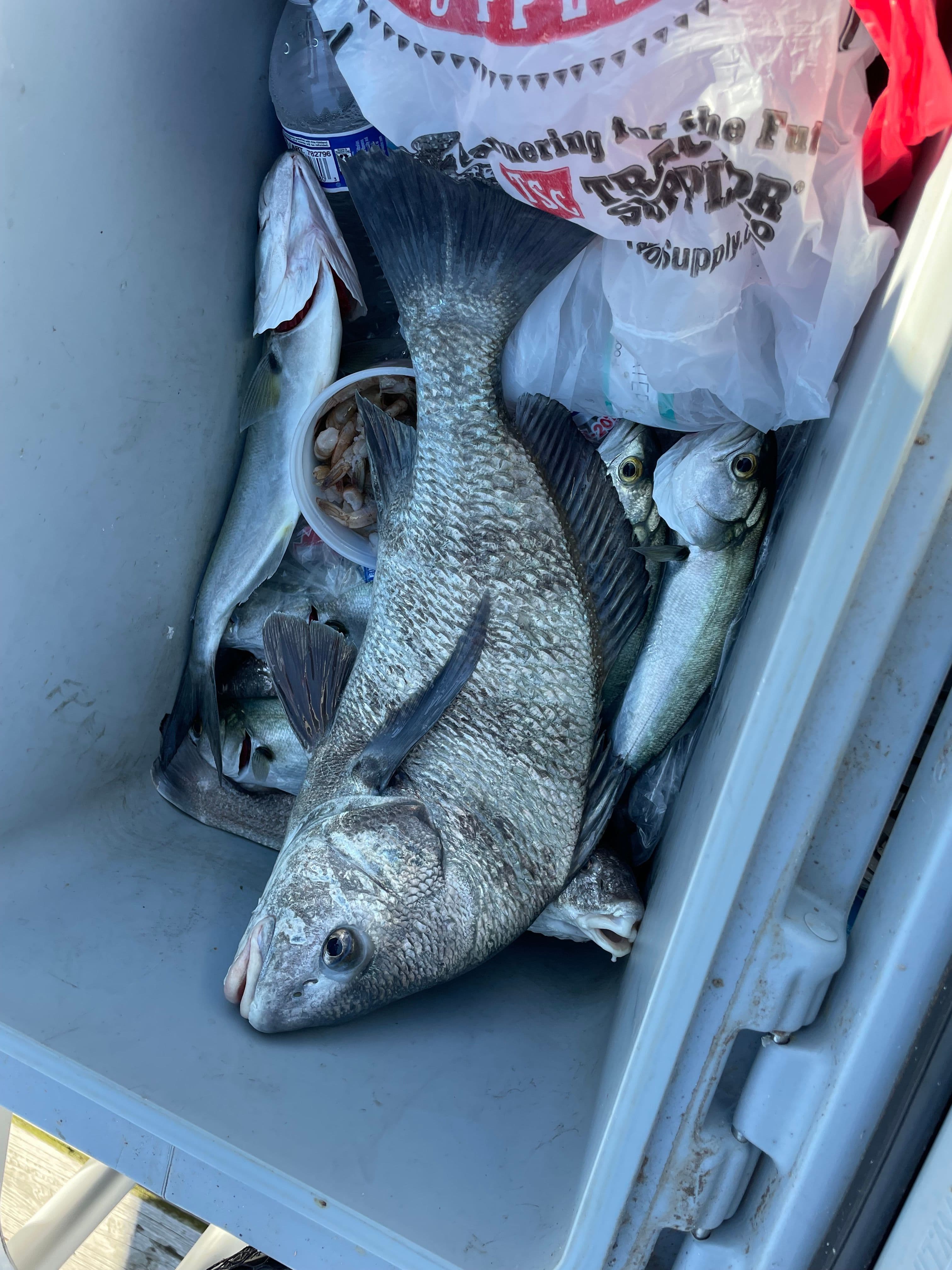21April - 19” Black Drum today!